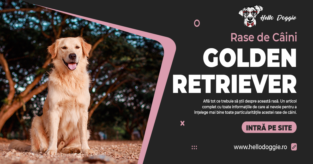 Rase de câini - golden retriever - poze golden retriever - caracteristici golden retriever