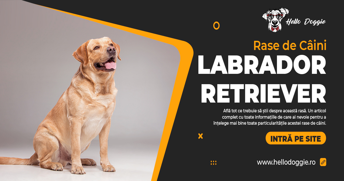 Labrador Retriever - Rase de câini - poze labrador retriever - caracteristici rasă labrador retriever
