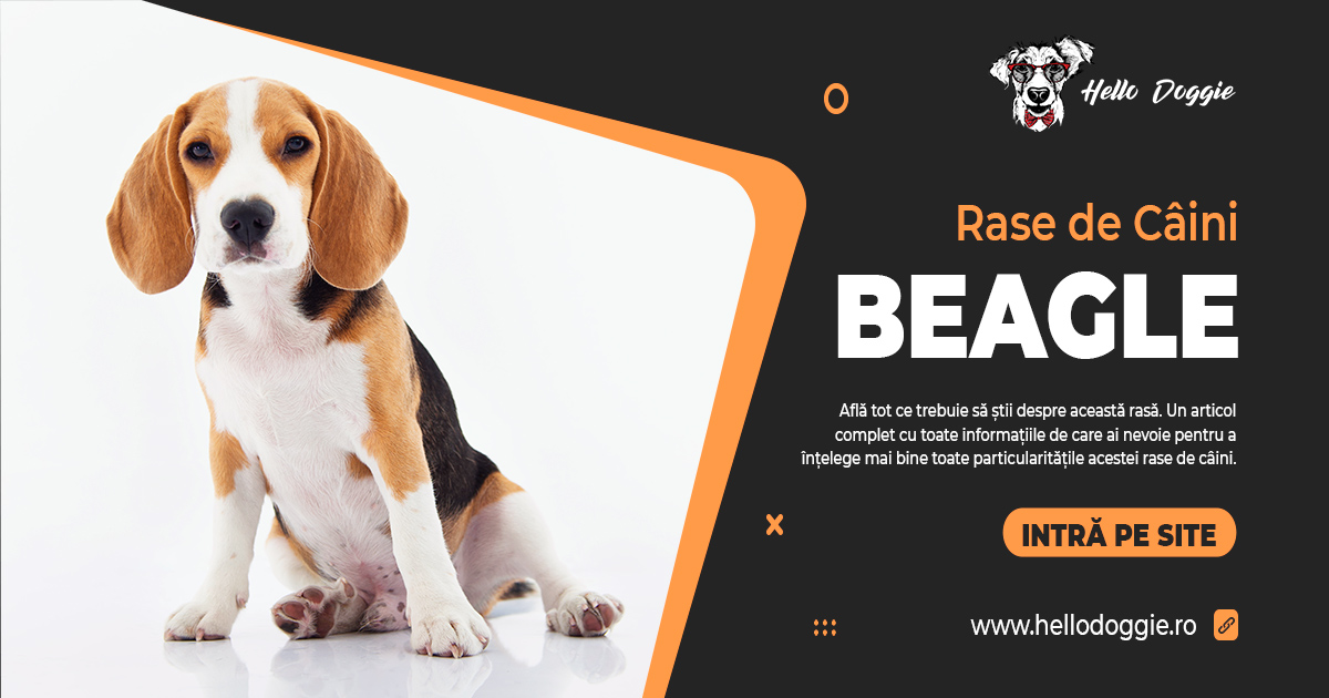 Beagle - Rase de câini - poze beagle - caracteristici rasă beagle