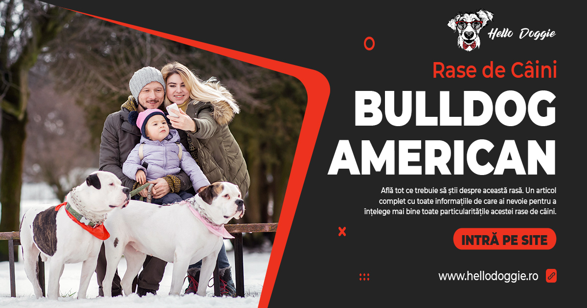 Rase de câini - bulldog american - familie cu bulldog american - poze bulldog american - caracteristici bulldog american