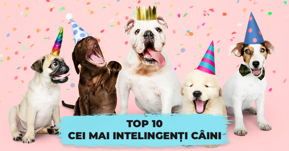 top-10-cei-mai-inteligenti-caini-hello-doggie-blog